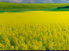 人民网评：从“有屋住”到“住得好”，因地制宜建设和美乡村